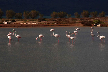 Flamingos in Skala Polichnitos