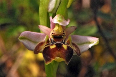 "Ophrys candica" Weiglanz-Ragwurz (Hummel-Orchidee)