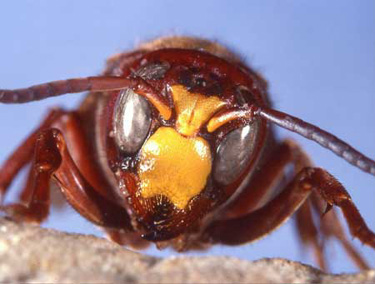 vespa orientalis (Foto: Robin Edwards)