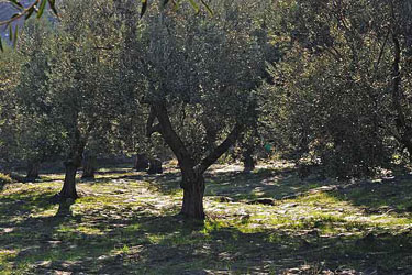 Netze unter Olivenbumen