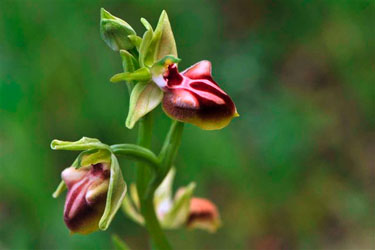 Eine Ragwurz (Ophrys)