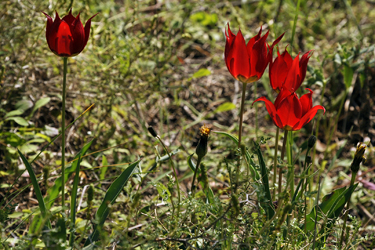 Die Gewelltblttrige Tulpe (Tulipa undulatifolia)