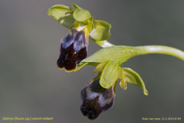Ophrys (fusca ssp.) sancti-isidorii